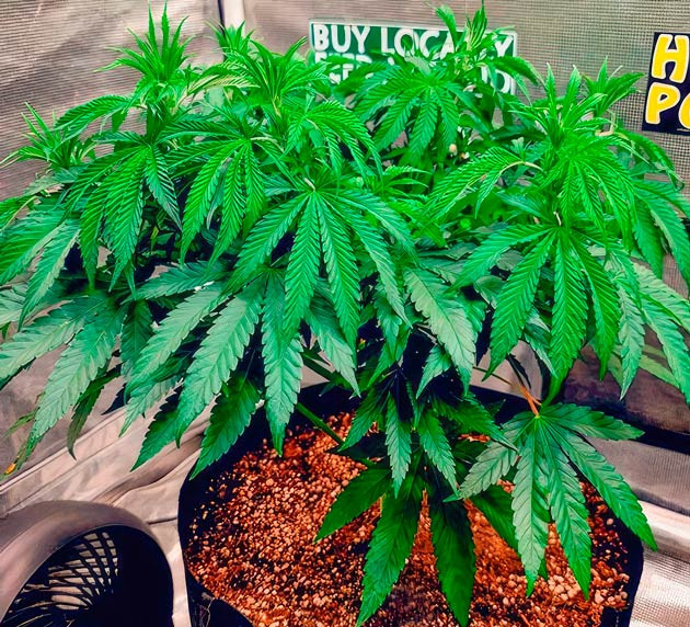 Двухэтапный режим полива и проведение тренировок Куст DDoS #33 от сидбанка Herbies Seeds на 5 неделе