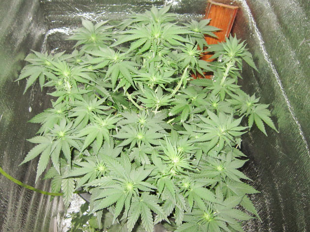 Корректировка в режиме ухода за растением Куст Dozy Cookies от AlphaFem Seeds на 7-8 неделе выращивания