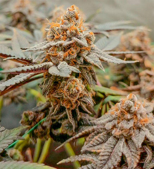 Сорт Poddy Mouth на последней неделе выращивания