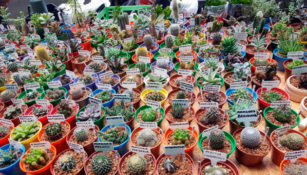 Кастусовый сад в музее Кактусовый сад