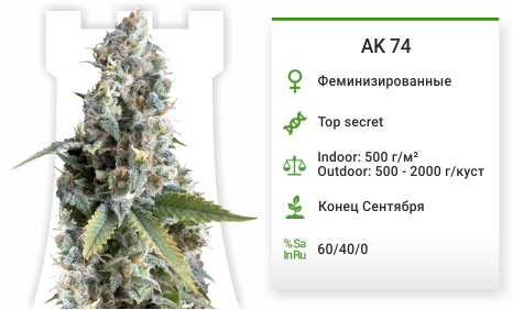 описание сорта AK 74 описание сорта ak 74