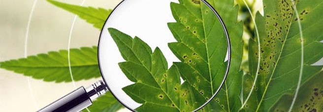 Основные болезни каннабиса в аутдоре Основные болезни конопли в аутдоре