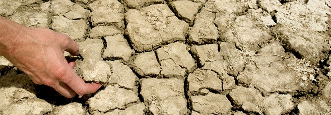 Некачественный грунт для конопли Плохое качество грунта для семян конопли