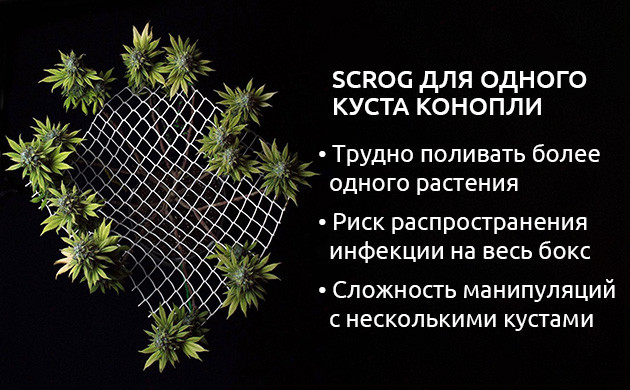 Метод ScrOG подходит для выращивания одного куста ScrOG для одного куста конопли