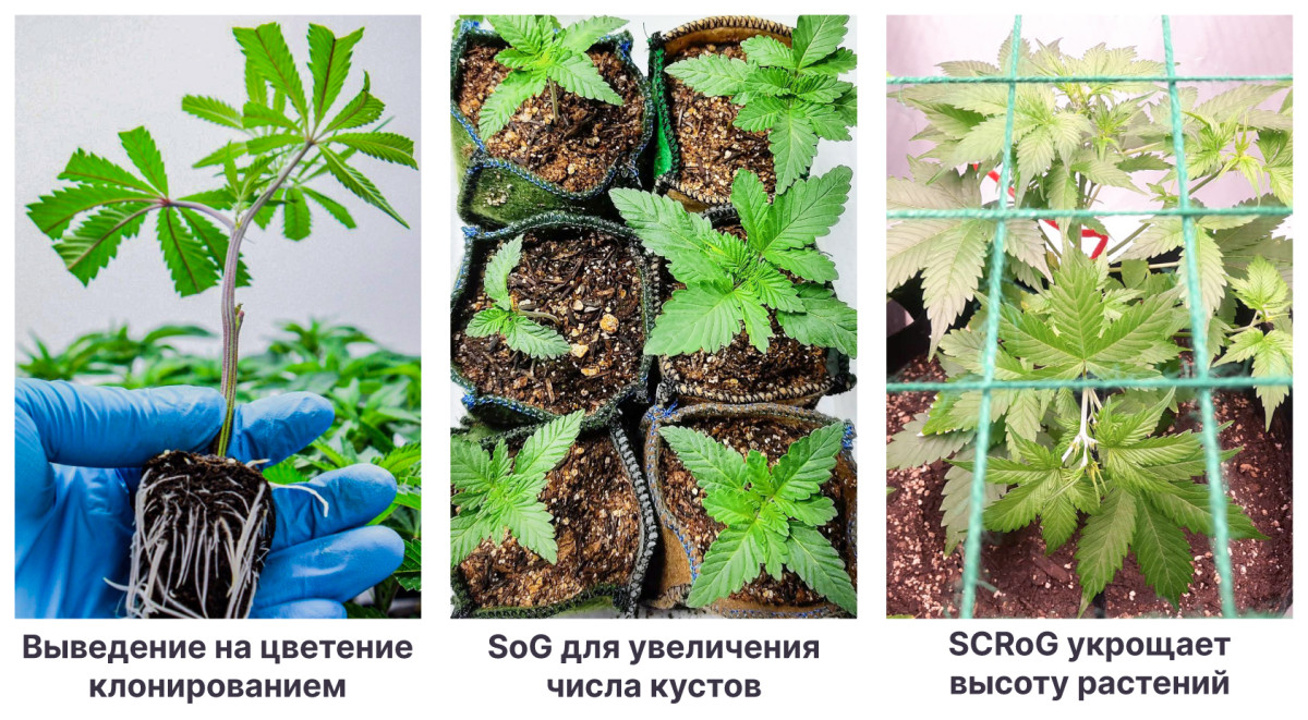 Способы выращивания конопли в стелс-боксе Методы для выращивания конопли