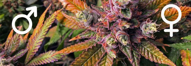 Особенности и преимущества регулярных сортов марихуаны