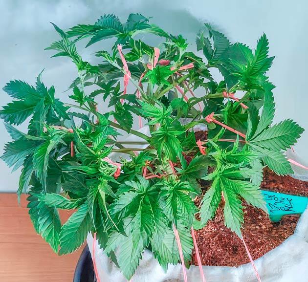 LST, дефолиация и топпинг конопли Куст Dozy Doz от AlphaFem Seeds на 6 неделе развития