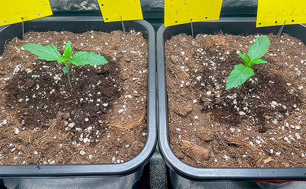 Размножение насекомых Ростки Apollo F1 Auto от Royal Queen Seeds на 1 неделе