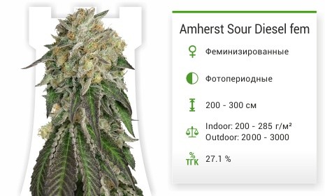 Сорт марихуаны Amherst Sour Diesel Amherst Sour Diesel fem от Humboldt Seeds