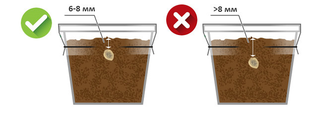 Посадка семян конопли в почву Глубина посадки семян марихуаны