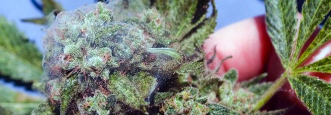 Паутинный клещ на марихуане