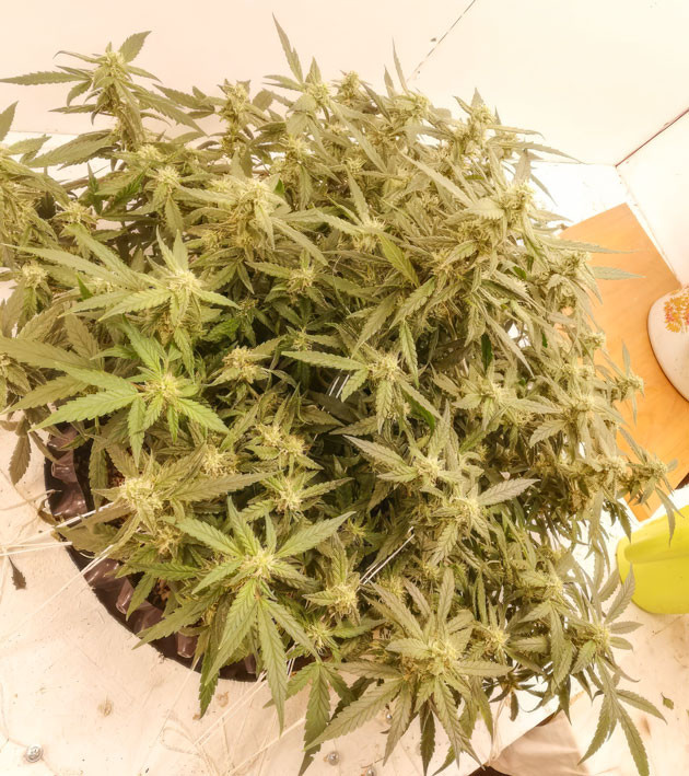 Начало цветения и изменения в составе удобрений Куст Alpha 21 от AlphaFem Seeds на стадии цветения