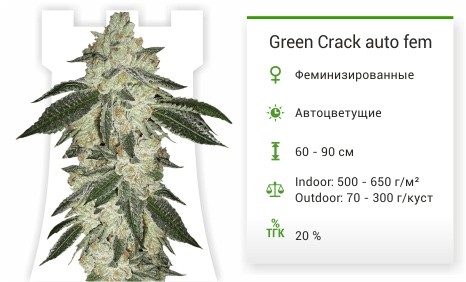 Сорт конопли Green Crack auto Green Crack auto fem от FastBuds