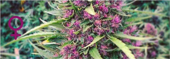 Как получить больше женских кустов