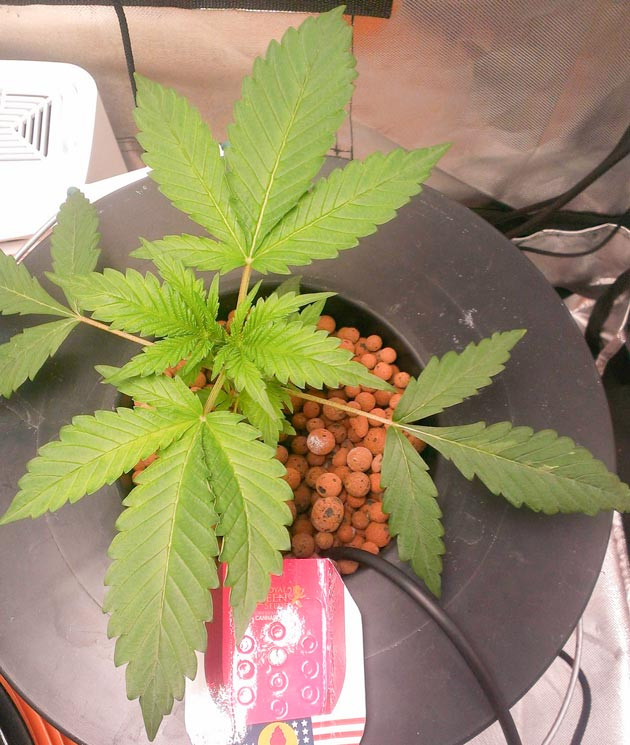 Cформировавшаяся корневая система Куст Green Gelato на 4 неделе выращивания