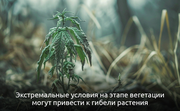 Температура и влажность на стадии вегетации Показатели температуры и влажности