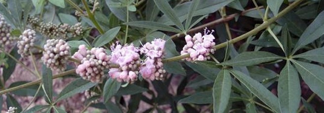 Ниргунди (прутняк китайский)