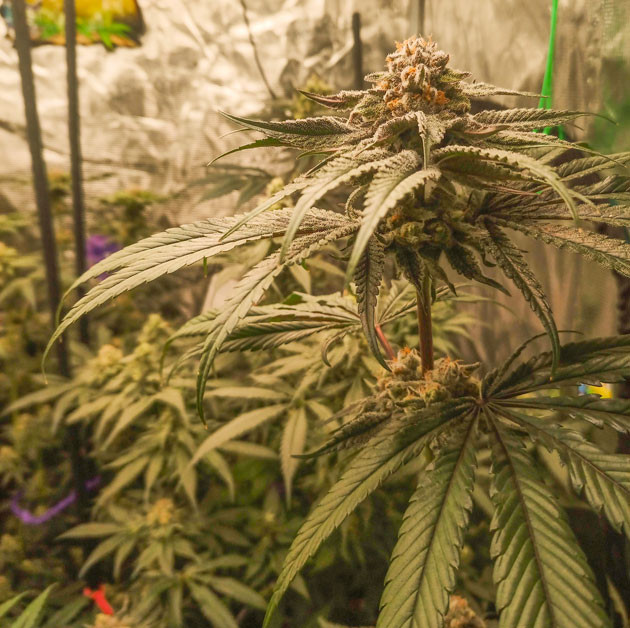 Куст Banana Punch от Barney's Farm на стадии цветения