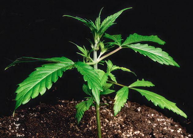 Активный рост конопли Растишка Lemon AK Auto на 3 неделе развития