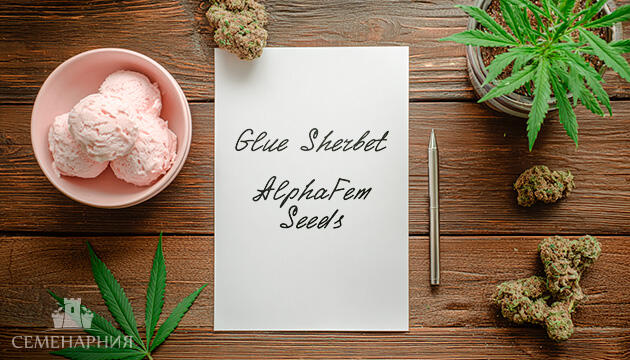 Выращивание сорта марихуаны Glue Sherbet от AlphaFem Seeds