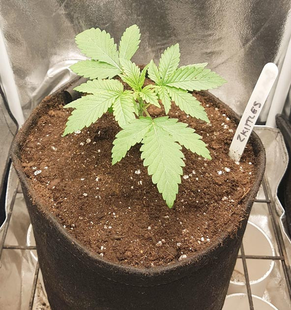 Сорт Sweet Zkittlez