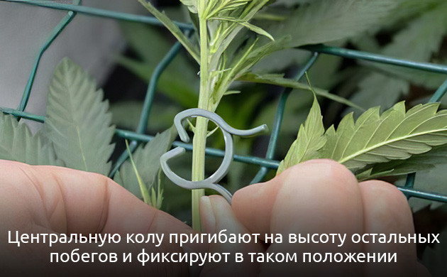 Распределение побегов под сеткой ScrOG Подгиб центральной колы
