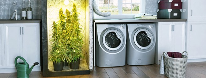 Гроурум для конопли