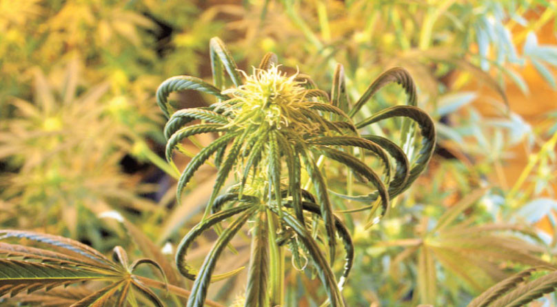 Куст после химического ожога