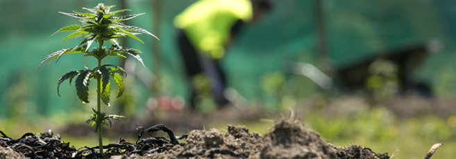 Выращивание конопли в грунте Выращивание марихуаны в грунте