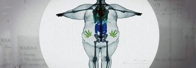 микро и макроэлементы для конопли Микро и макроэлементы, необходимые для конопли