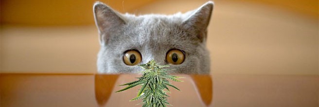 Чрезмерное внимание к семенам