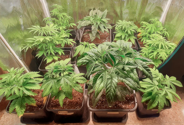 Активный рост и пересадка в большой горшок Куст Fullgas от GHS ростом 40 см