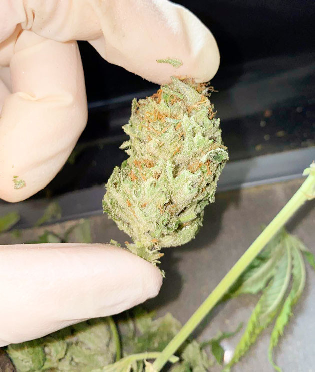 Впечатления гровера Впечатления от грова и от сорта