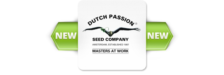 Новые сорта от Dutch Passion