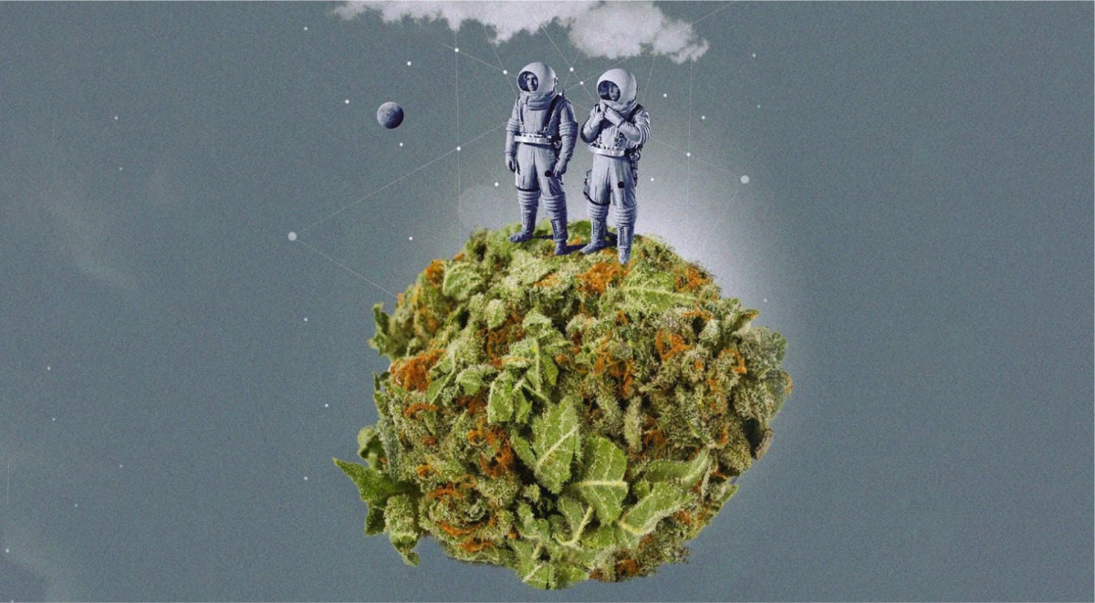 Сорта конопли вызывающие галлюцинации Конопля с галлюциногеным эффектом