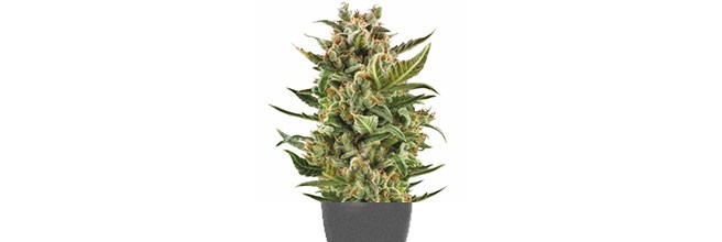 Маленький объем горшка