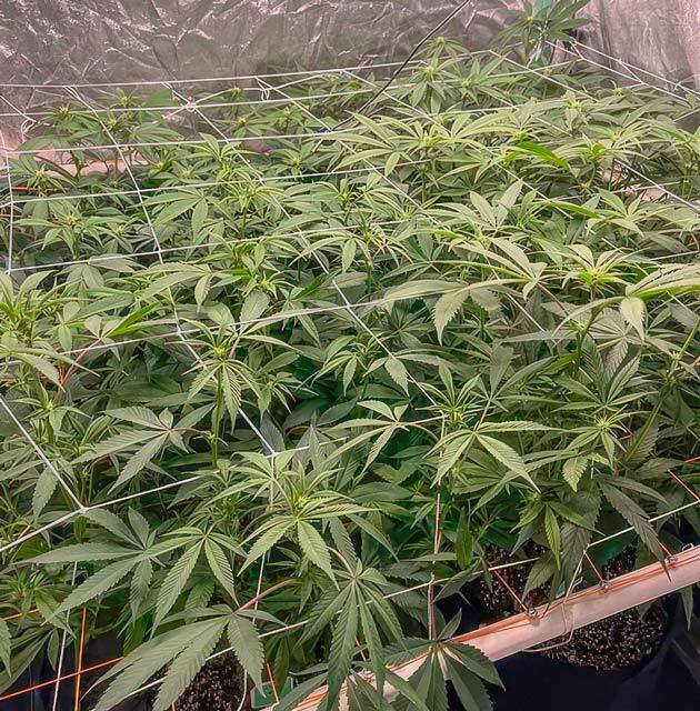 Корректировка состава удобрений Кусты Apple Betty от Herbies Seeds на стадии цветения