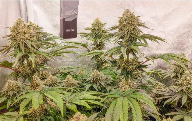 Полив/подкормка и развитие соцветий Кусты Lemon Tree от Barney's Farm на 12-13 неделе