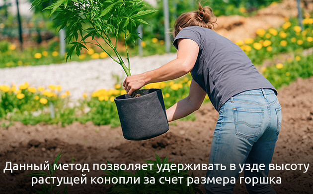 Комбинированный метод выращивания конопли