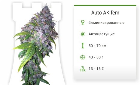 Сорт конопли Auto AK width= Auto AK fem от Grass-O-Matic