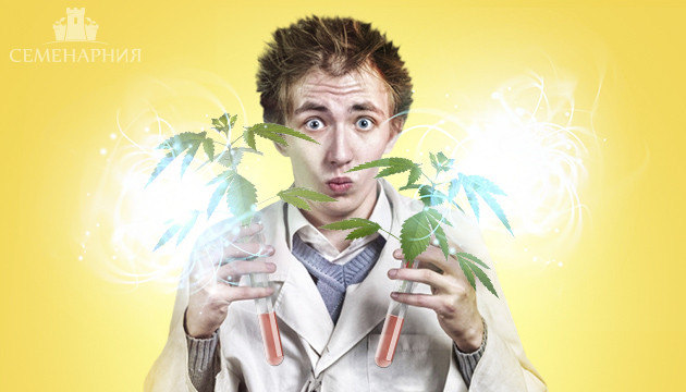 В чем разница между сативой и индикой