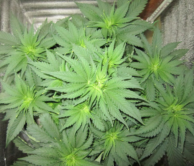 Подготовка к переходу в фазу цветения Куст Dozy Cookies от AlphaFem Seeds на 4 неделе выращивания