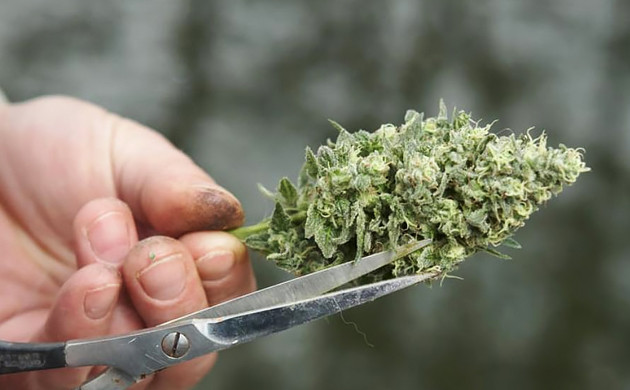 Сбор урожая марихуаны Маникюринг созревшей колы