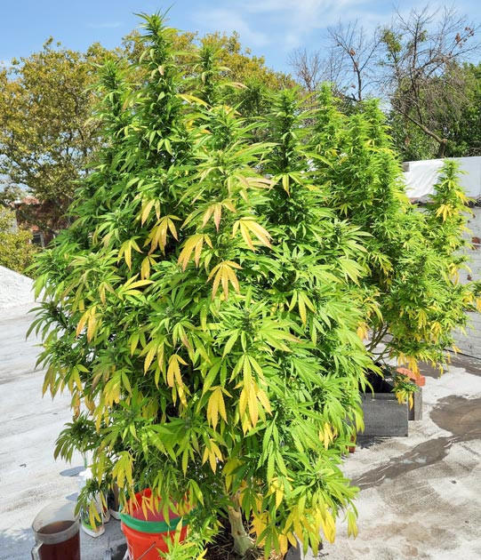 Появление запаха и смена цвета конопли Изменение цвета куста на желтый и оранжевый