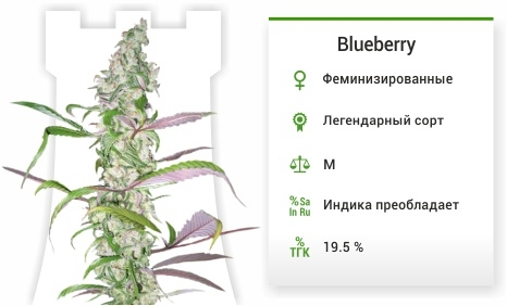описание сорта Blueberry описание сорта Blueberry