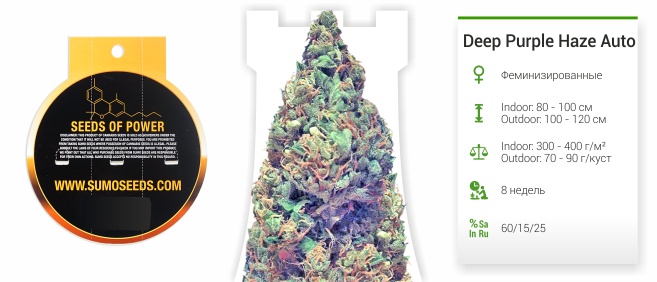 Deep Purple Haze Auto