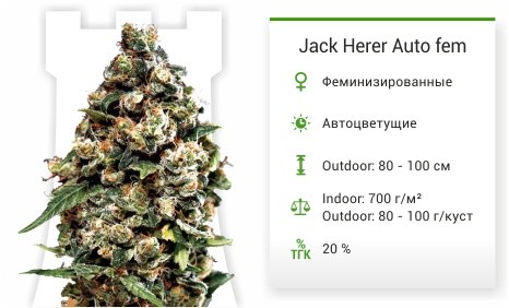 Сорт марихуаны Jack Herer Auto Jack Herer Auto fem от Green House Seeds