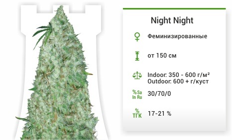 описание сорта Night Night