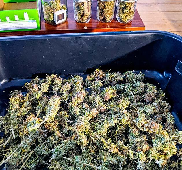 Харвест Gorilla Glue Auto от FastBuds