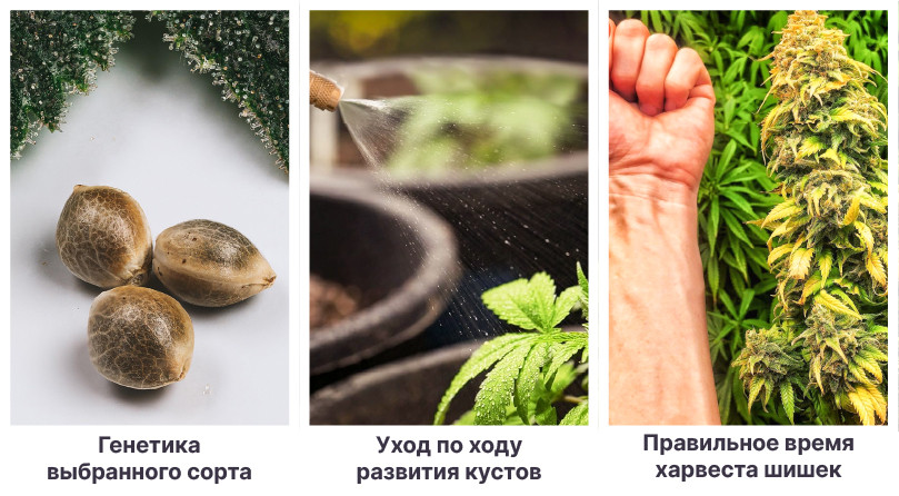 Генетика, выращивание и харвест